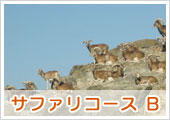 サファリコースA